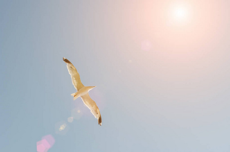 海鸥在蓝天上飞过大海