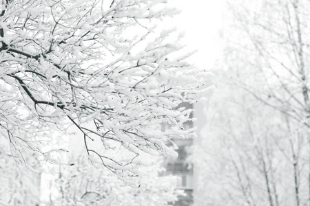 冬天在一个下雪的城市。树枝上的霜冻