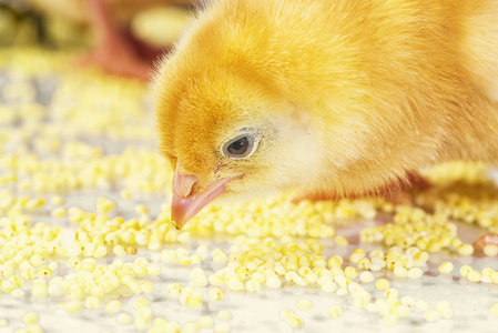 小鸡吃米图片