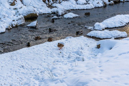 在阳光明媚的冬日里，鸭子在公园的部分冰冻河流中游泳，清洁环境的概念