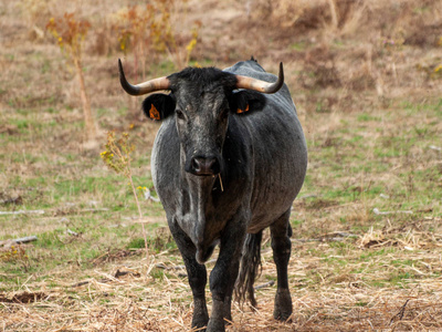 农村莫鲁查种族的牛