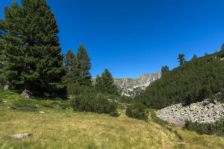 保加利亚皮林山青山和森林景观