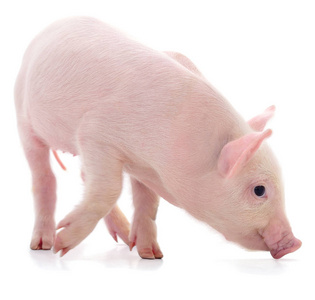 白色背景上孤立的粉红色小猪。