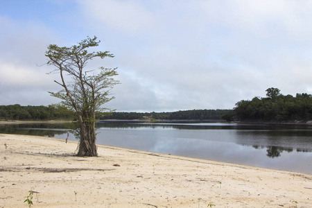 亚马逊河上一棵树和干枝的细节，巴西当地的植被