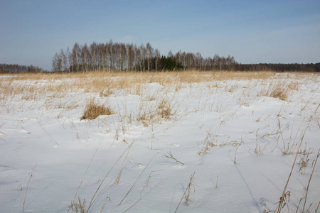 野草甸和白桦林上的雪