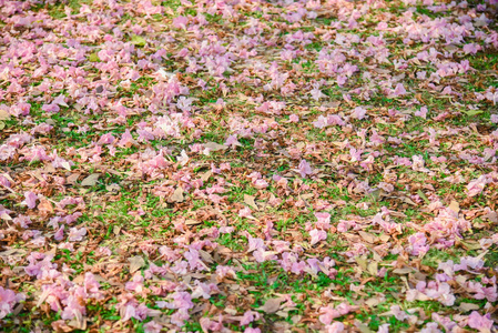 泰国泰莎樱花粉红色花，背景甜美