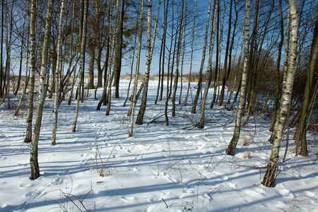 白桦林和阳光下的雪影