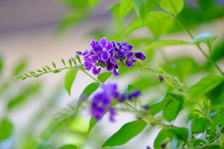 美丽的紫色花束，绿色的叶子