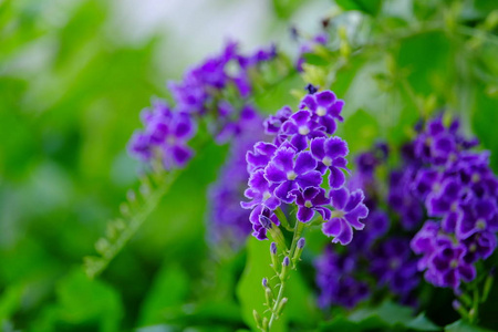 美丽的紫色花束，绿色的叶子