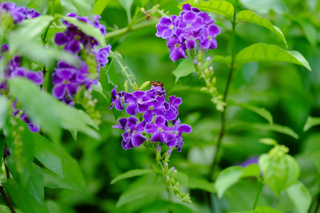 美丽的紫色花束，绿色的叶子