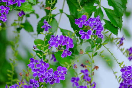 美丽的紫色花束，绿色的叶子