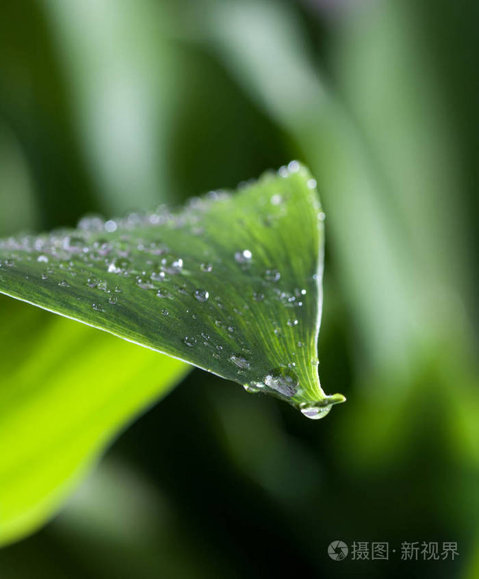 一滴水挂在绿叶的背景上