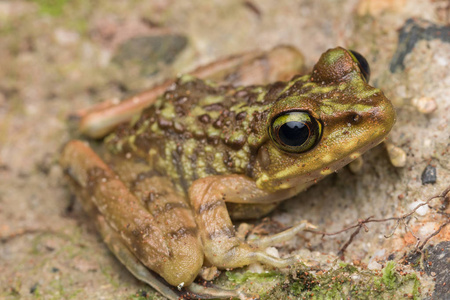 婆罗洲Kinabalu急流青蛙宏观形象的美蛙。