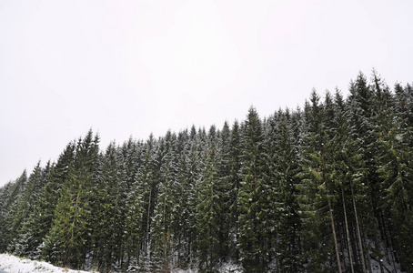 雪天针叶林的美丽景色图片