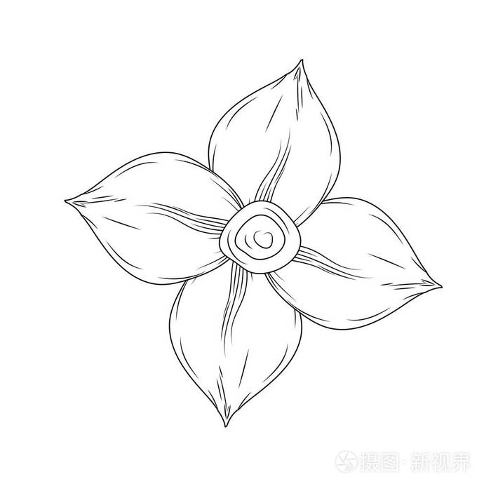 有机成分矢状图用花瓣排列的洋甘菊花线