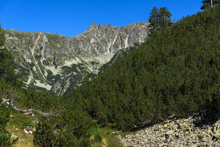 保加利亚皮林山青山和森林景观