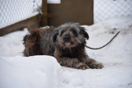 冬天, 家养的狗被皮带冻在街上