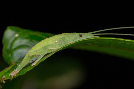 沙巴婆罗洲的一个katydid野生动物宏观图像