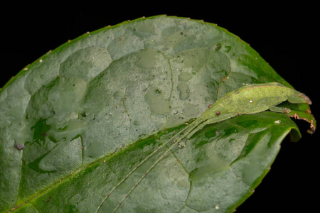 沙巴婆罗洲的一个katydid野生动物宏观图像