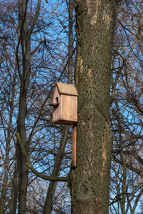 公园树干上手工制作的木制鸟舍