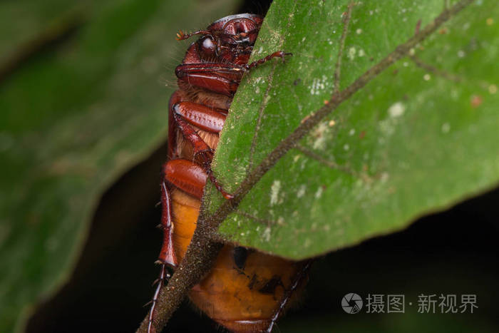 沙巴婆罗洲可爱的棕色疤痕甲虫。 美丽的接近棕色的疤痕甲虫