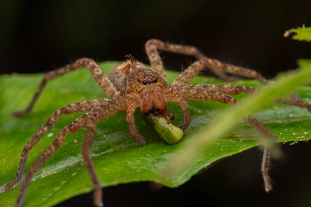 美丽的蜘蛛沙巴婆罗洲蜘蛛婆罗洲猎人蜘蛛绿叶上