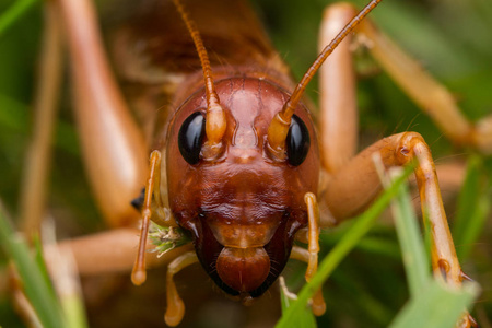 沙巴婆罗洲巨型蟋蟀的自然景象特写巨蟋蟀的形象isophya 布什板球大绿