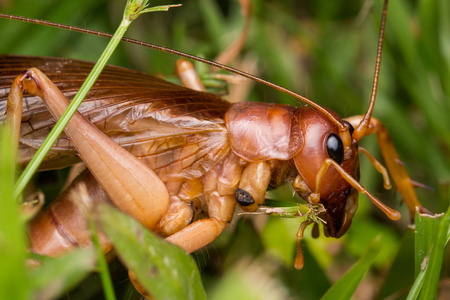 沙巴婆罗洲巨型蟋蟀的自然景象特写巨蟋蟀的形象