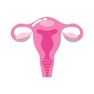 子宫输卵管与人体解剖矢量插图