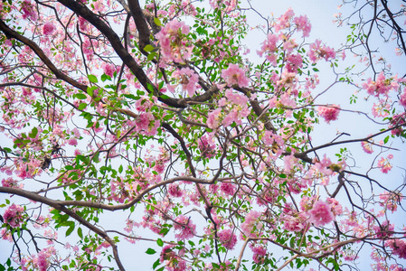 泰国泰莎樱花粉红色花，背景甜美