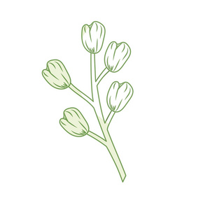 剪影洋甘菊植物成分食品载体插图调味品