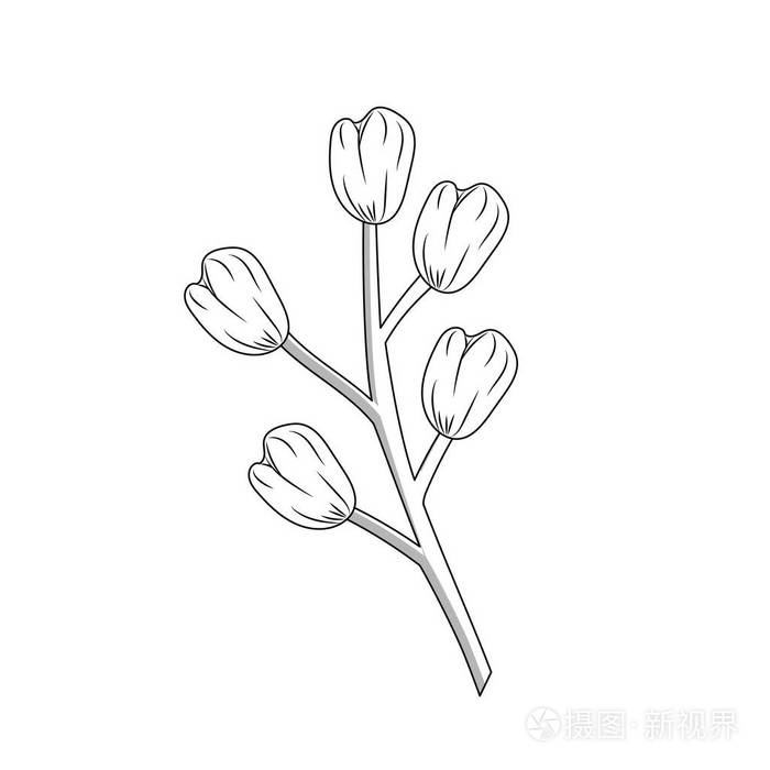洋甘菊植物成分线食品载体插图调味品插画-正版商用图片17m498-摄图新