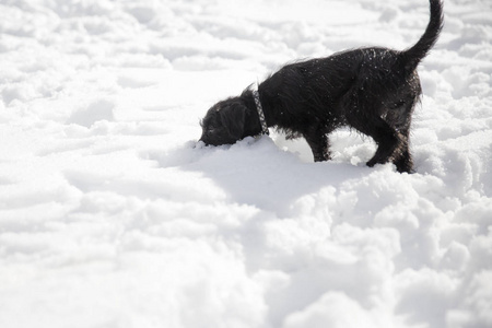 在雪地里玩耍的微型雪纳瑞小狗