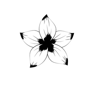 葵花线条线条乡村花与自然花瓣矢量插图照片