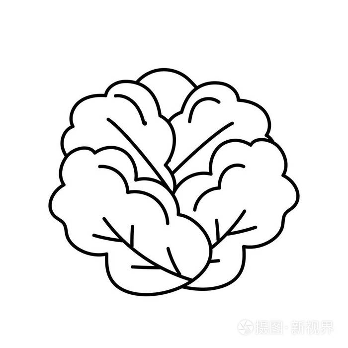 线美味健康生菜蔬菜矢量插图插画-正版商用图片17m6p3-摄图新视界