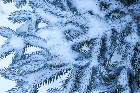 冬天的霜质地。 白雪公主圣诞树的背景。 蓝树在雪下晒着。