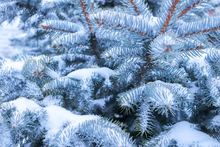 白雪公主圣诞树的背景。 蓝树在雪下晒着。 冬天的霜质地。