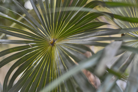 椰子棕榈叶的细节。
