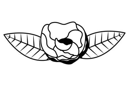 白色背景上的玫瑰花