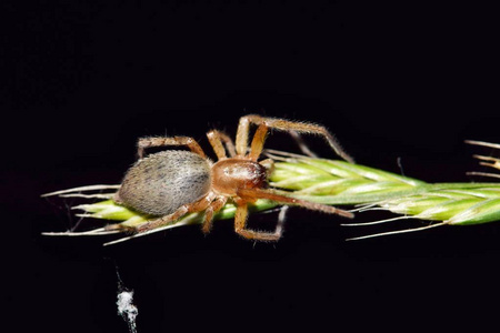 cheiracanthium这只黄色的圣蜘蛛(cheiracanthium)晚上在一个黑色背景