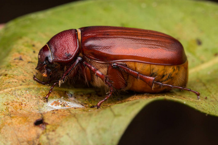沙巴婆罗洲可爱的棕色疤痕甲虫。 美丽的接近棕色的疤痕甲虫