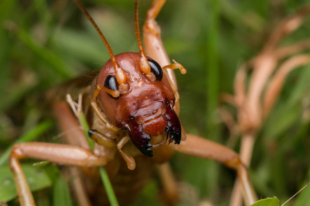 沙巴婆罗洲巨型蟋蟀的自然景象特写巨蟋蟀的形象照片