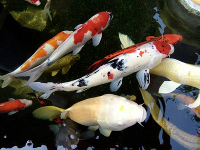 五颜六色的鲤鱼在泰国的池塘里游泳。