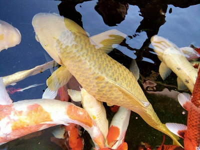 五颜六色的鲤鱼在泰国的池塘里游泳.照片