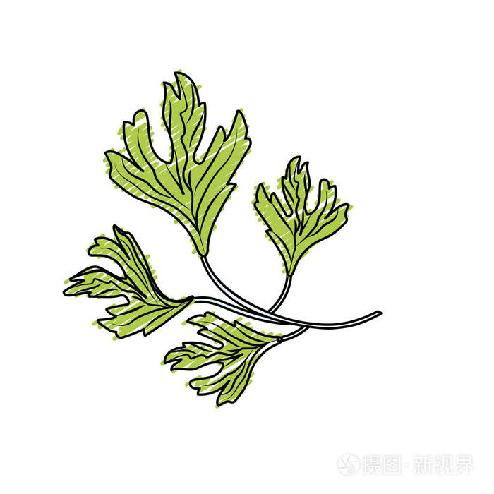 香菜简笔画 可爱图片