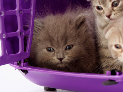 小猫坐在宠物载具里