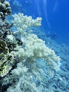 热带海底五颜六色的珊瑚礁大花椰菜珊瑚潜水员水下景观