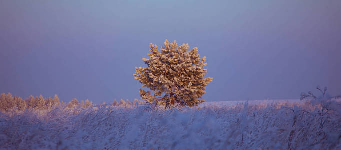 冬季景观。 冬天寒冷的晴天。 白雪覆盖的森林。