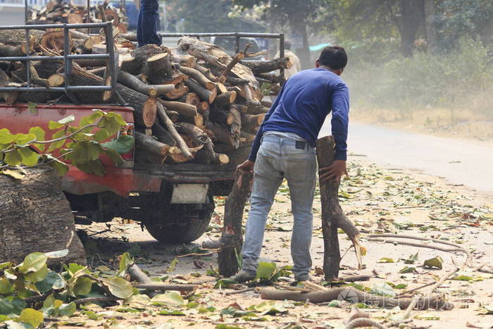 人们正在用电锯砍伐树木