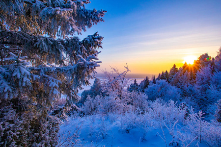 冬季景观。 冬天寒冷的晴天。 白雪覆盖的森林。